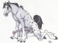 m_1170133919549_dogsoul_porn-appaloosa.jpg